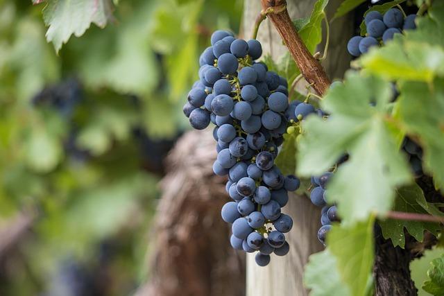 South Australian Grapes and Wine