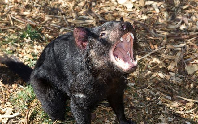 Tasmanian-Endemic Animals 